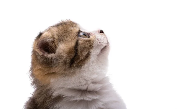 白地に隔離された子猫 — ストック写真