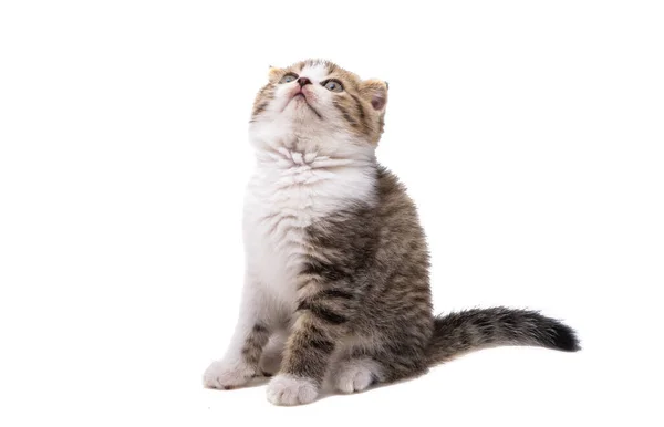 Kitten Isolated White Background — Stock Photo, Image
