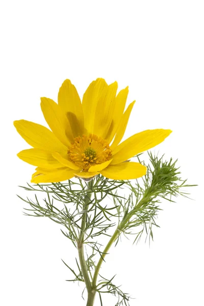 Adonis Vernalis Aislado Sobre Fondo Blanco — Foto de Stock