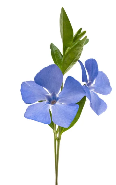 Flor Periwinkle Isolado Fundo Branco — Fotografia de Stock