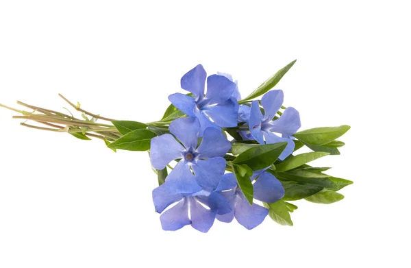 Periwinkle Blomma Isolerad Vit Bakgrund — Stockfoto