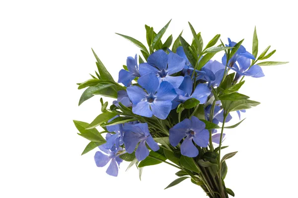 Flor Periwinkle Aislado Sobre Fondo Blanco — Foto de Stock