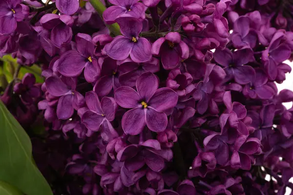 Lila Bloem Geïsoleerd Witte Achtergrond — Stockfoto