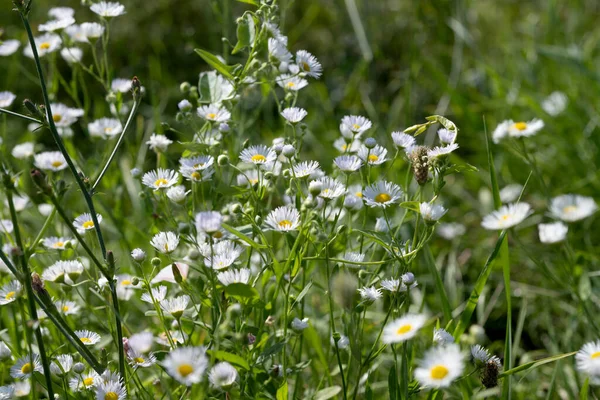 牧草地で夏に成長する草原の花 — ストック写真