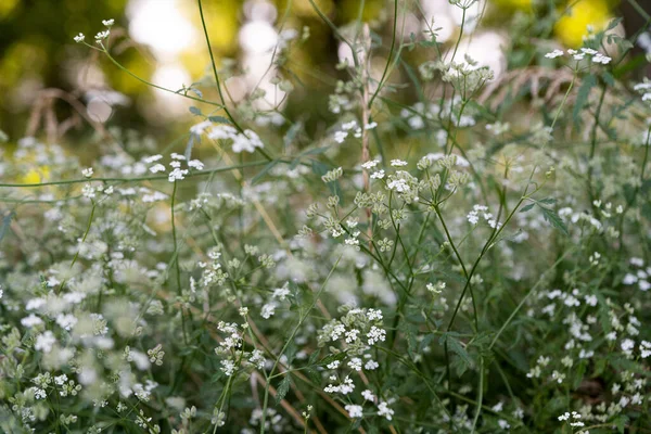 Wiesenblumen Die Sommer Auf Der Wiese Wachsen — Stockfoto