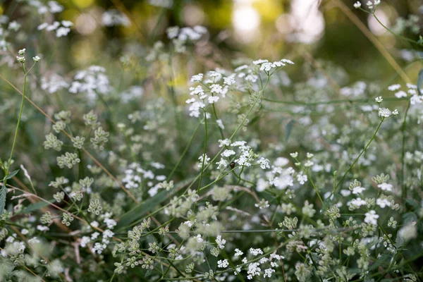 Flori Luncă Creștere Timpul Verii Pajiște — Fotografie, imagine de stoc