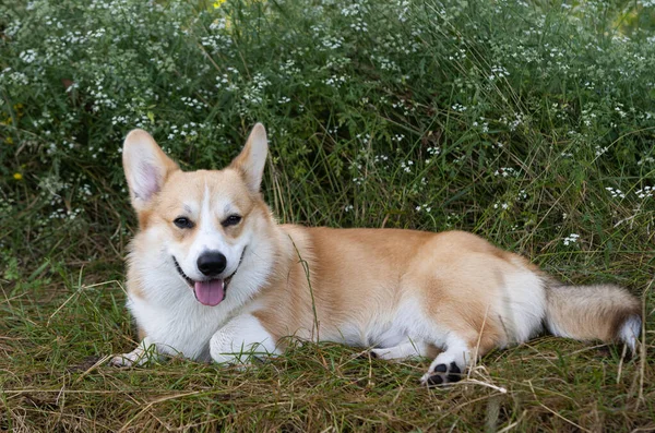 Pembroke Corgi Sommer Auf Der Wiese — Stockfoto