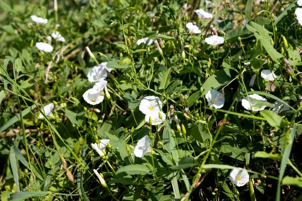 Bindweed Flower Growing Meadow Summer — Stock Fotó