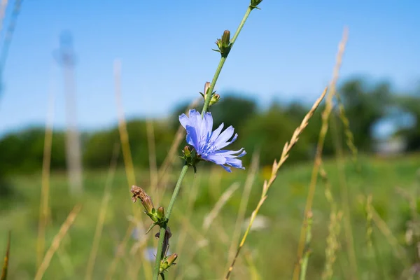 Chicory Flower Growing Summer Meadow — Stock Photo, Image