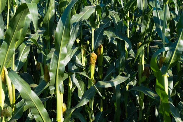 Corn Growing Field Sunny Day — Stock Photo, Image