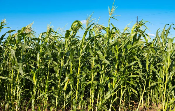 Corn Growing Field Sunny Day — Stock Photo, Image