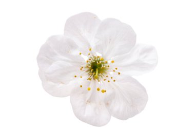 Beyaz arkaplanda izole edilmiş kiraz çiçeği 