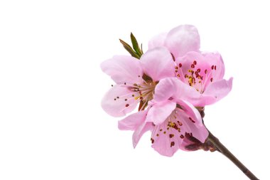 Beyaz arkaplanda izole edilmiş sakura çiçekleri 