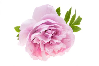 beyaz arkaplanda yalıtılmış şakayık çiçeği 