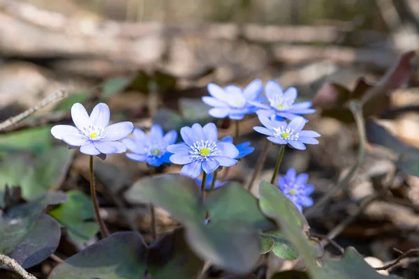 Hepatica Nobilis Blommor Blommar Tidigt Våren — Stockfoto