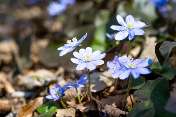 Hepatica Nobilis Blommor Blommar Tidigt Våren — Stockfoto