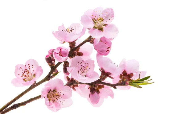 Sakura Flowers Isolated White Background — Stock Photo, Image