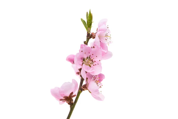 Fiori Sakura Isolati Sfondo Bianco — Foto Stock