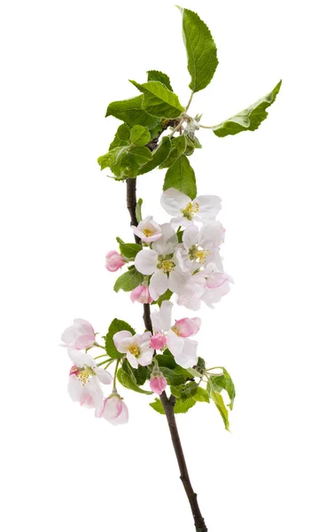 Apfelbaumblüten Isoliert Auf Weißem Hintergrund — Stockfoto