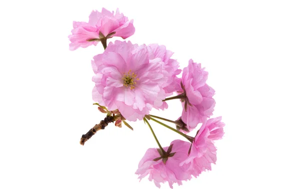 Sakura Blumen Isoliert Auf Weißem Hintergrund — Stockfoto