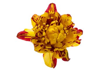 Beyaz arkaplanda izole laleler 