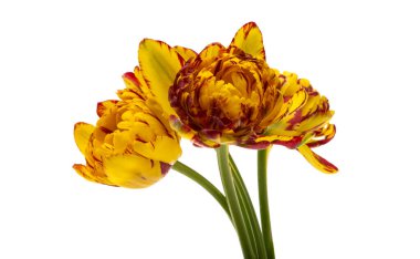 Beyaz arkaplanda izole laleler 