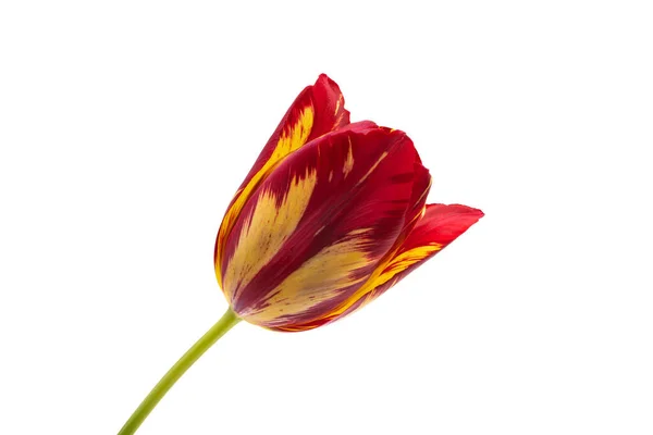 Tulipani Isolati Sfondo Bianco — Foto Stock