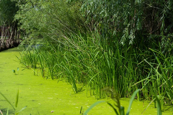 Summer Landscape Pond Algae — Stock Photo, Image