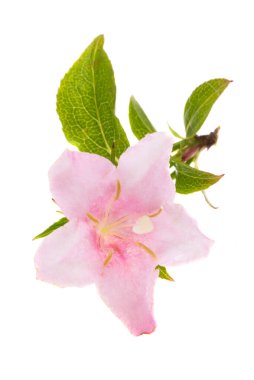 Beyaz arkaplanda izole edilmiş açelya çiçeği 