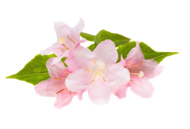 Beyaz arkaplanda izole edilmiş açelya çiçeği 