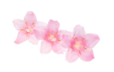 Beyaz arkaplanda izole edilmiş açelya çiçeği 