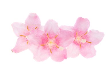 Beyaz arkaplanda izole edilmiş açelya çiçeği 