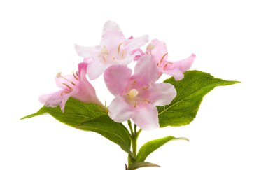 Beyaz arkaplanda izole edilmiş açelya çiçeği 