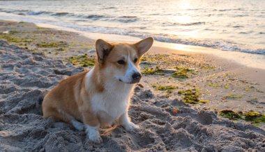 Corgi deniz kenarında kumsalda 