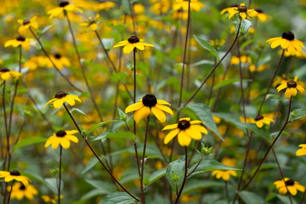 Flowers Brown Susan Growing Flowerbed — Stock Photo, Image