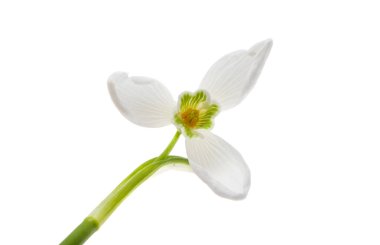 Beyaz arkaplanda izole edilmiş kar damlası çiçeği 