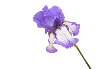 İris çiçeği beyaz arkaplanda izole edildi 