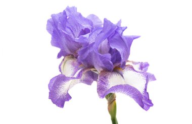İris çiçeği beyaz arkaplanda izole edildi 