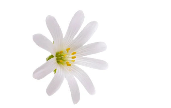 Witte Lente Bloem Geïsoleerd Witte Achtergrond — Stockfoto