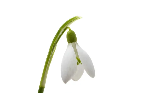 Snowdrop Flower Isolated White Background — Stock Photo, Image