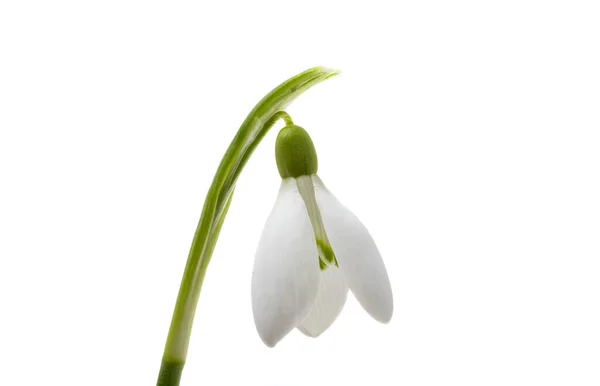 Chute Neige Fleur Isolée Sur Fond Blanc — Photo