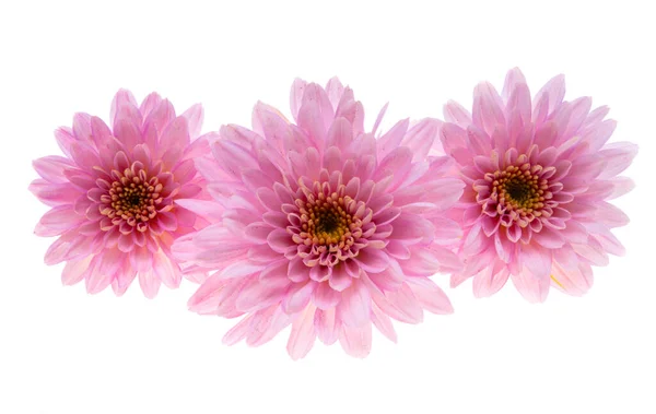 Chrysanthemum Pink Isolated White Background — Stock Photo, Image