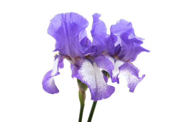 Iris Blomma Isolerad Vit Bakgrund — Stockfoto