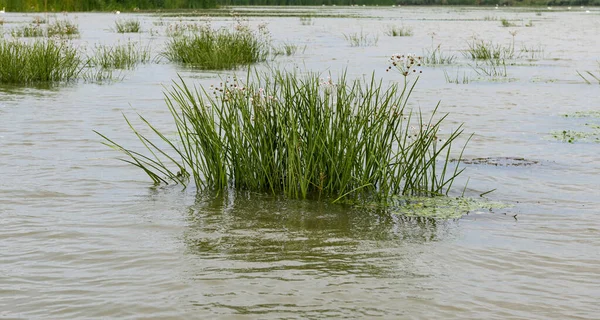 Danube River Landscape Summer Day — Stock Photo, Image