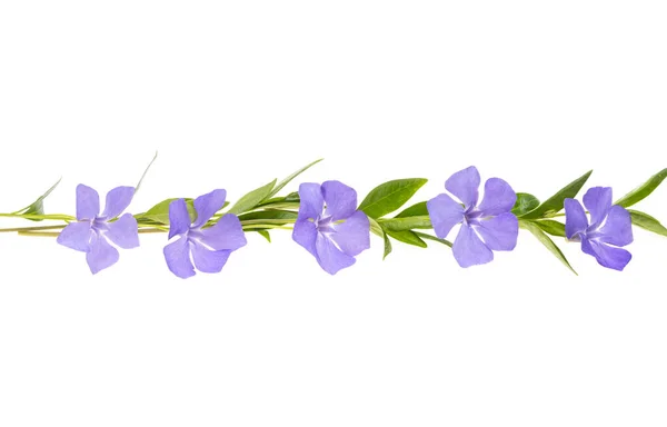 Periwinkle Flower Isolated White Background — Stock Photo, Image