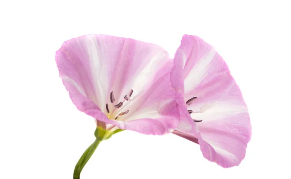 Piękny Kwiat Łąki Bindweed Izolowane Białym Tle — Zdjęcie stockowe