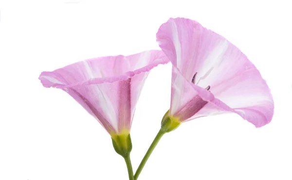 Piękny Kwiat Łąki Bindweed Izolowane Białym Tle — Zdjęcie stockowe
