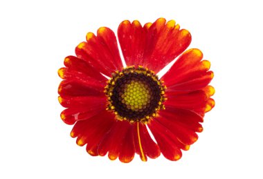 Beyaz arka plan üzerinde izole helenium çiçek 
