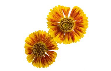 Beyaz arka plan üzerinde izole helenium çiçek 