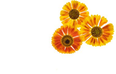 Beyaz arka plan üzerinde izole helenium çiçek 